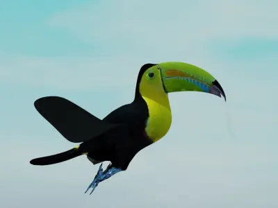 Toucan Bird Animation  Low-poly 3D model