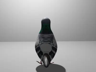 Pigeon Obj and Blend Low-poly 3D model