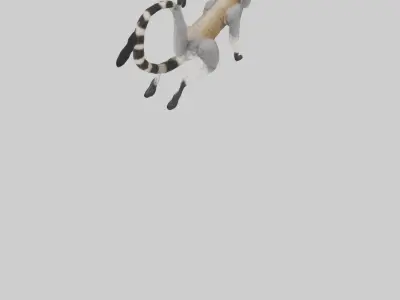 Endangered Lemur swinging model Low-poly 3D model