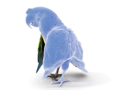Colorful Macaw Parrot D Model Pack Low-poly 3D model