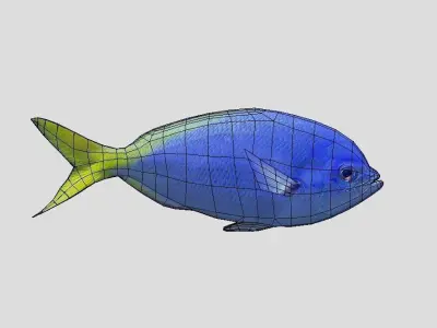 Fusilier fish Realistic Animated Low-poly 3D model