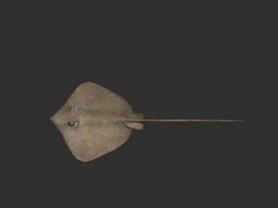 Cownose stingry 3D model