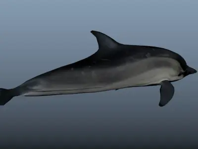 Bottlenose Dolphin- Animated  Low-poly 3D model