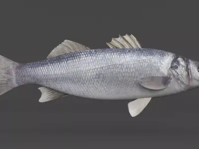 Seabass Fish 3D model buy