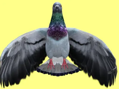 PIGEON ANIMATED Low-poly 3D model