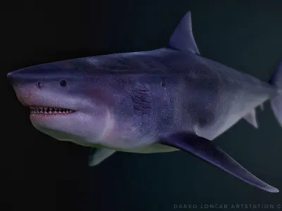 Otodus Megalodon 3D model
