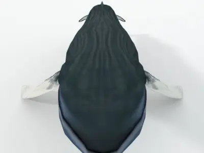 Fin Whale Low-poly 3D model