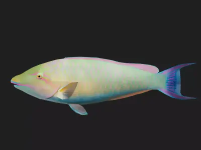 Wrasse Low-poly 3D model 15