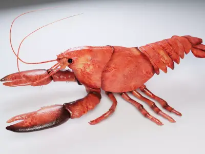 Lobster 3D model purchase