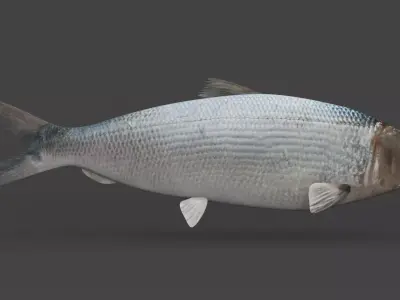 Milkfish fish 3D model