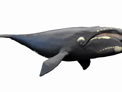 Right Whale Static 3D model