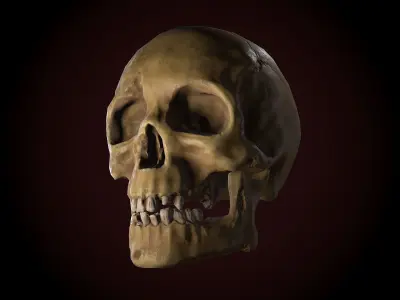 Dirty Skull PBR Low-poly 3D model