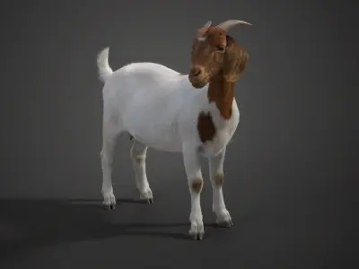 Boer Goat with 1 Animation 3D model