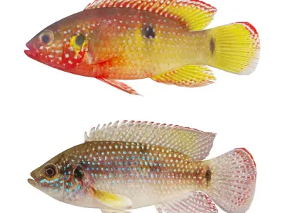 Hemichromis bimaculatus fish Low-poly 3D model