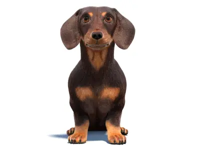 Animated Dachshund Fur 3D model
