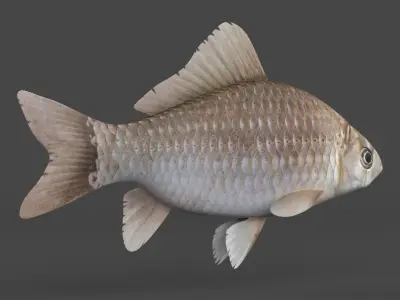 Carp Fish 3D model buy