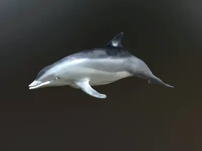 dolphin lowpoly 3D model purchase