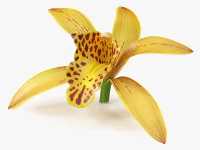  Orchid Flowers Collection 