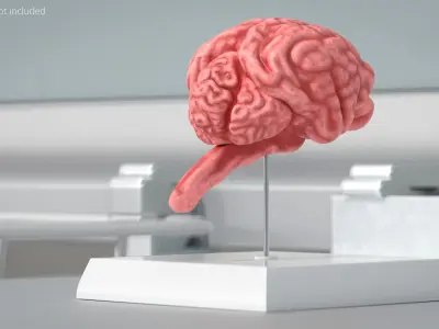 Feline Brain Anatomy Model with Metal Stand Pink 3D model