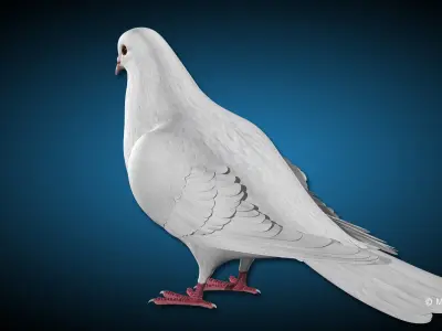 Dove - Folded Wings 3D model