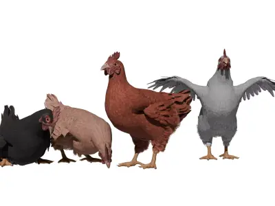 Chicken Low-poly 3D model get