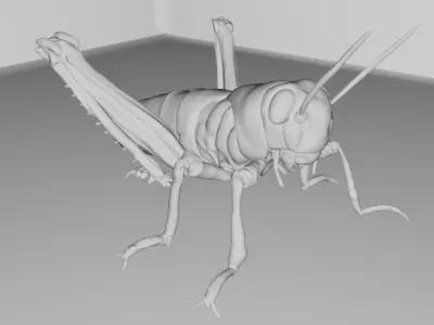 4 Type of insects Low-poly 3D model