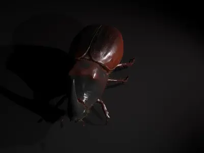 Rhinoceros beetle Low-poly 3D model