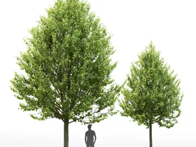 Tilia Pack 01 3D model