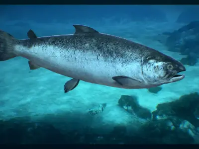 Salmon fish Low-poly 3D model purchase