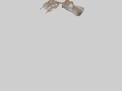 Squirrel Tail 3D model