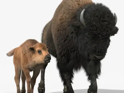 American Bison GROUP(FUR)(RIGGED) 3D model