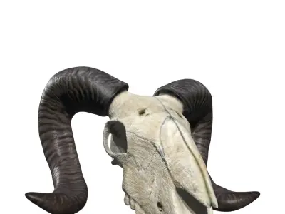 Ram skull Low-poly 3D model