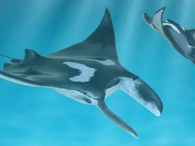 Manta Ray Rigged for Maya 3D model