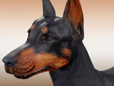  Doberman Dog Rig 3D model purchase