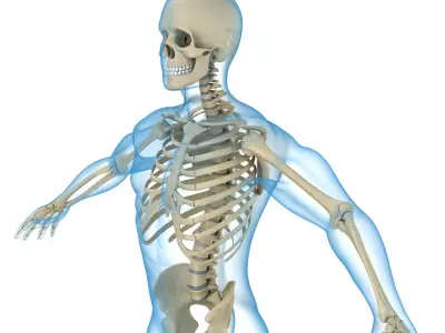 Human Skeleton and body (Rigged) 3D model
