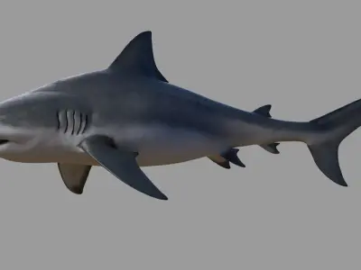 Bull shark 3D model purchase