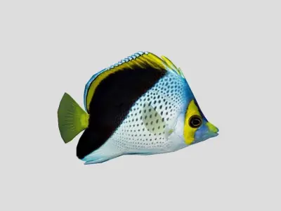 Coral Reef Fish Collection Animated Low-poly 3D model