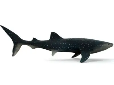 Whale Shark Low-poly 3D model