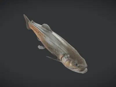 Fish - Trout Low-poly 3D model