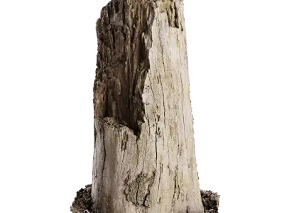  Medium Broken Decaying Bare Stump Model 