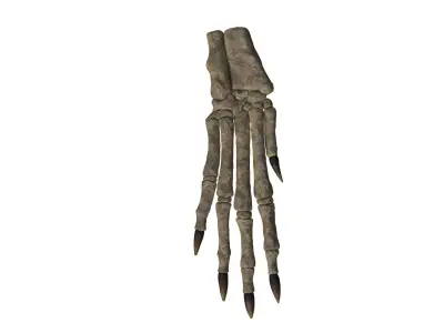 Rabbit foot skeleton 3D model