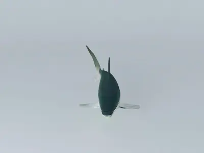 Shark Free 3D model buy