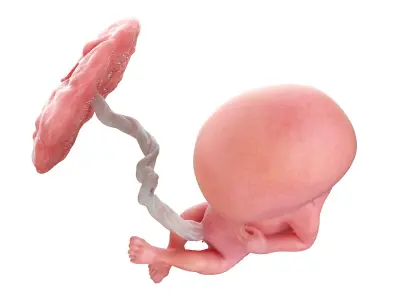 Fetus Week 12 Animated 3D model