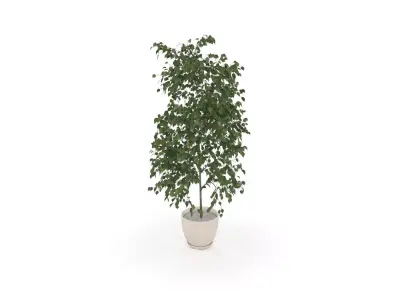 Plant Low-poly 3D model