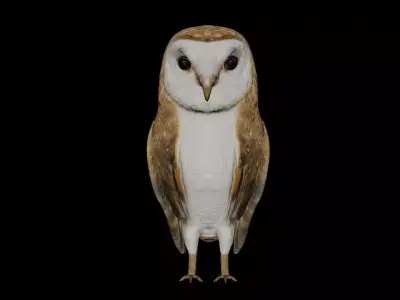 Barn Owl and white goose bird Low-poly 3D model