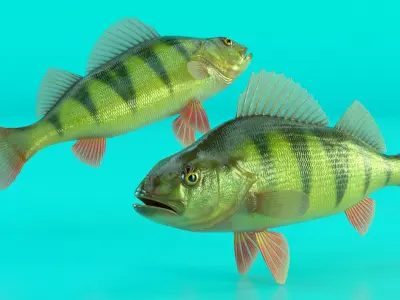  Yellow Perch Fish 