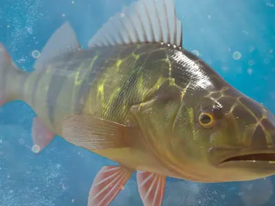  Yellow Perch Fish 