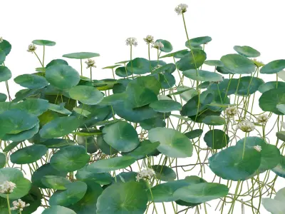 Collection 29 - Australian Plants 3D model