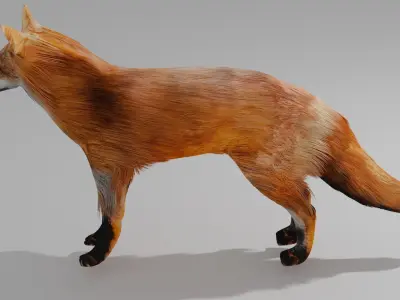 Fox OBJ and BLEND 3D model