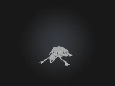 Realistic Turtle Skeleton Model Low-poly 3D model